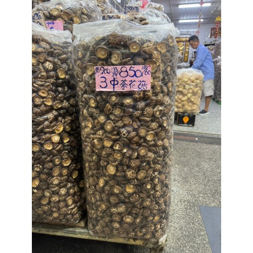 3中茶花菇